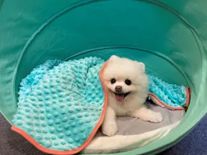 Pet Deluxe Blanket, Aqua by COCO JOJO